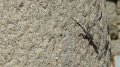 Lizard 7